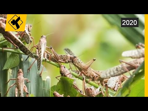 Karkalecat sulmojne Afriken |Lajme - News