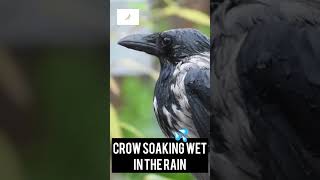 Adorable Crow Gets Soaking Wet in the Rain - Must Watch! #crow #crows #corvids #cuteanimals