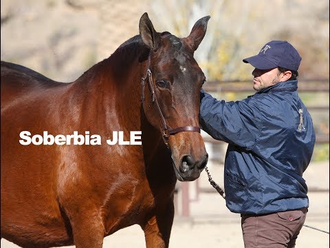Yegua castaña - Soberbia JLE (Trabajo a la mano-Dic-2018)