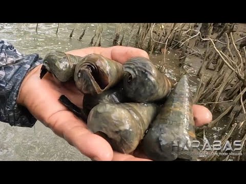 EP825-P1 - Bagongon Forage and Cook | Occ. Mindoro