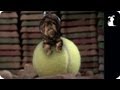 Miley Cyrus Wrecking Ball Parody Tennis Ball