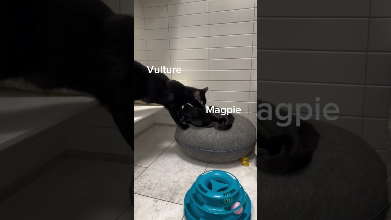 Vulture, a Adoptable mixed breed in New Orleans, LA video 5/5