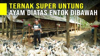 Download lagu Ternak Ayam Sensi Dan Entok Dalam Satu Kandang Hasilkan keuntungan besar & Hasil Panen Melimpah mp3 Download lagu Ternak Ayam Sensi Dan Entok Dalam Satu Kandang Hasilkan keuntungan besar & Hasil Panen Melimpah mp3