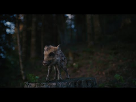 COOP Naturaplan | Directors Cut Version | Upright Music