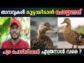 താറാവ് ഉറപ്പായും മുട്ടയിടുവാൻ | Duck Farming Kerala | Tharavu Vala
