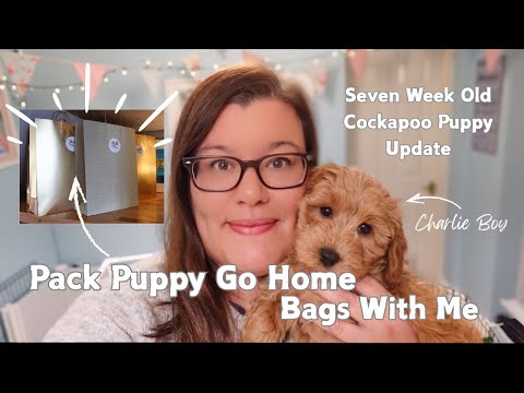 Barmor Puppies