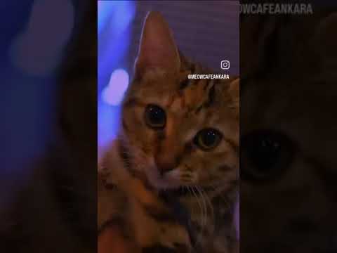 this is cats club 😄 | oo my goodness #catsclub #cat #funny #comedy #prank#viralvideo