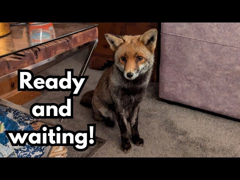 Heidi freut sich schon riesig darauf, rohes Hühnchen auf dem Teppich zu essen!