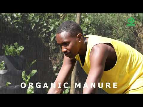 Cultivating Azolla: Nitrogen Fixer & Biofertilizer