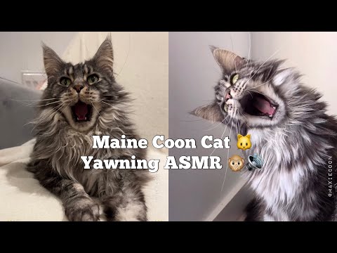 Yawning Maine Coon Cat ASMR 😻🔊 This Will Make You Sleepy 💤 #mainecoon #yawn #catsounds #catasmr