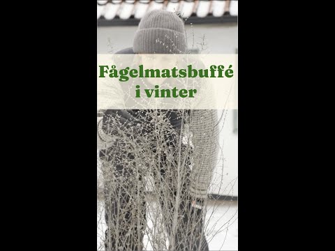 Fågelmatsbuffé i vinter, bra växter till fåglar - Trädgårdshacks med GardenR