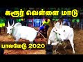 Karur Vellai Maadu Avaniyapuram Jallikattu 2020 கரூர் வெள்ளை மாடு அ�