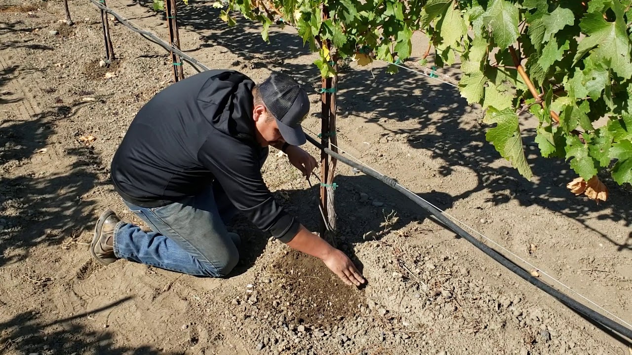 Cómo instalar el sistema de Deep Root Irrigation (DRI) - versión en español