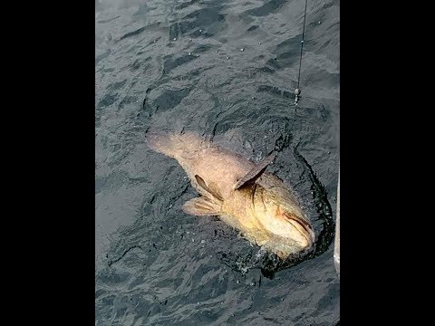 Monster Fish From Tha Beach | Sojeb Fishing