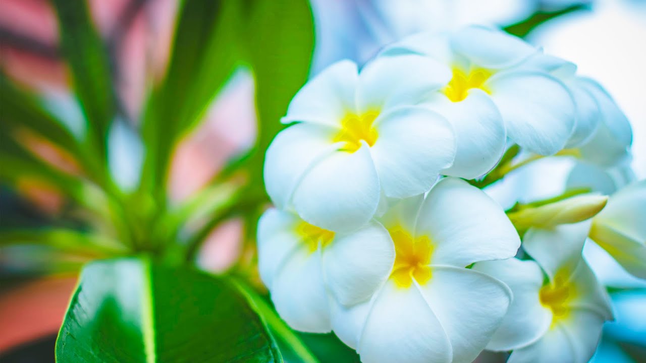 CS Lewis | Message from God: I'm Alway With You No Matter What Happens