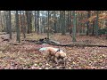 Barney Layla Maple And Bear At Lake Wanoksink 2