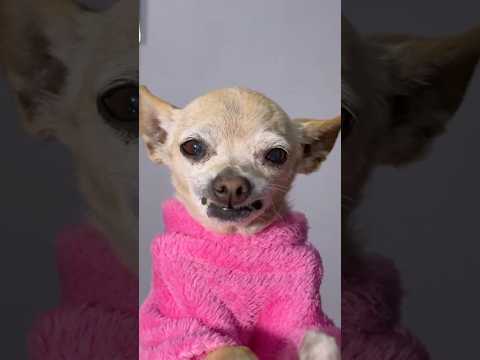 El animal mugroso 🫤