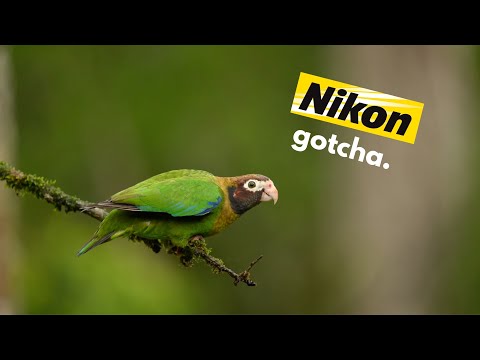 The Nikon Z8's secret trick when capturing wildlife