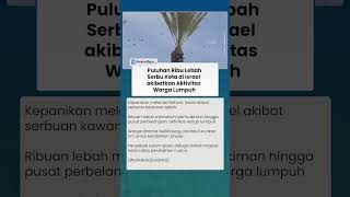 Fenomena Kota di Israel Diserbu Jutaan Lebah, Otoritas Setempat Keluarkan Peringatan Darurat