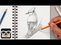 How to Draw a Realistic Bluejay | Step by Step Sketch Tutorial