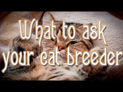 What to ask your cat breeder