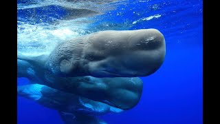 MÚDROSŤ VEĽRÝB | WHALE WISDOM (Trailer) 2018
