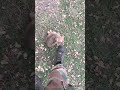 Doglover Masoomiat