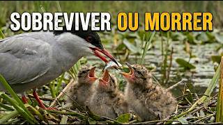 Pântanos Selvagens — Onde Cada Ovo é uma Aposta de Vida ou Morte