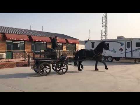 Four wheel marathon horse training carriage BTH-01
