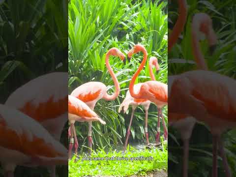 What is an Ecotone? Let's find out!