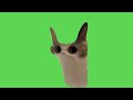 Cat Meow Meme | Green Screen