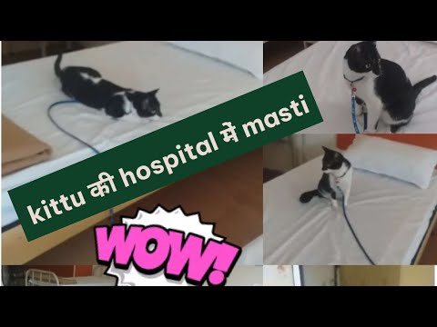 kittu हमेशा हॉस्पिटल में मस्ती करती है/ kittu किसी से नहीं डरती😆😆😆😆😆😅😅😅😅my brave boy😘