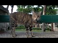 Tabby Cat Meowing Loudly And Interestingly Is Very Hungry