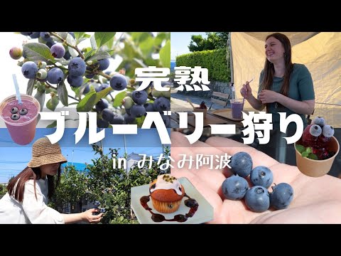 【徳島観光】リピ確！完熟ブルーベリー狩りにいってきました