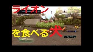 【悲報】ライオンを食べる犬がいるそうです。