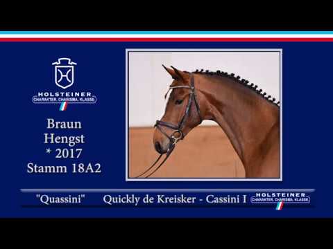 Holsteiner Frühjahrsauktion 2020 - Nr. 16 Quassini v. Quickly de Kreisker - Cassini I