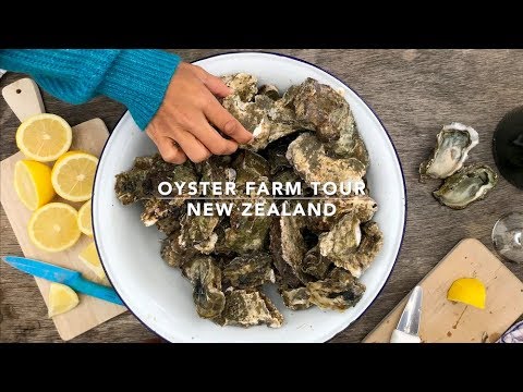 download lagu mp3 mp4 Shuckle Oyster, download lagu Shuckle Oyster gratis, unduh video klip Shuckle Oyster