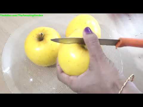 download lagu mp3 mp4 Yellow Apple, download lagu Yellow Apple gratis, unduh video klip Yellow Apple