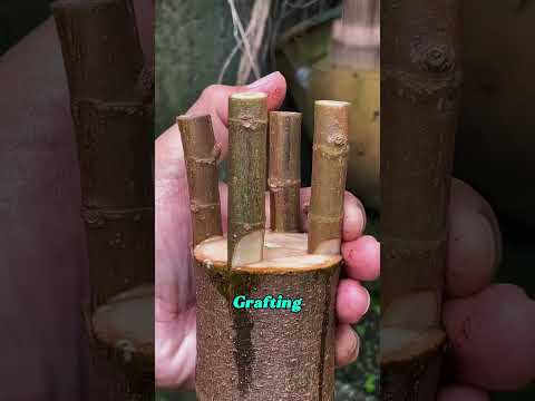 One Tree Can Grow Different Fruits—Here’s How 🌳🍑🍒#Grafting #FruitTree #TreeGrafting