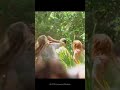 The Green Inferno Captured By Cannibals ️ Bingesociety Bingeshorts