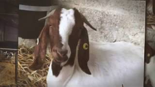 Post 4 - The Goats : Part 1
