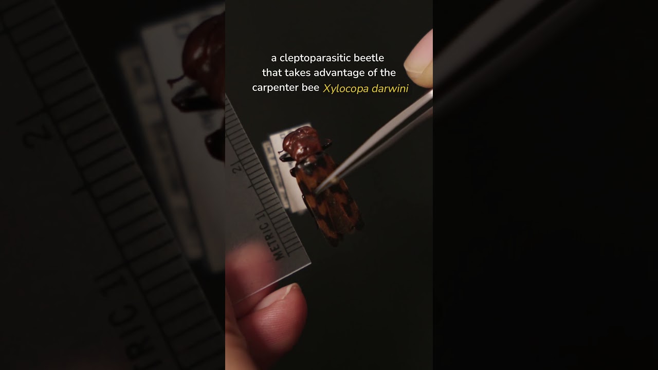 Did you know some beetles don’t build their own homes… they steal them? 🪲