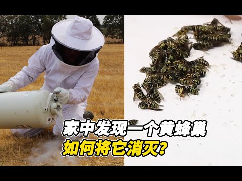 家裡發現蜂窩