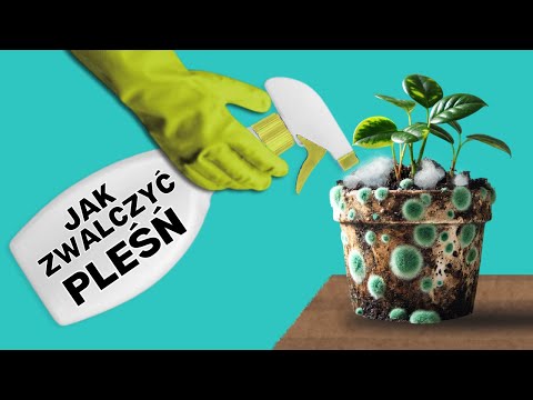 PLEŚŃ w doniczce. Naloty, wykwity, na ziemi, podłożu u roślin domowych. Jak się ich pozbyć ?