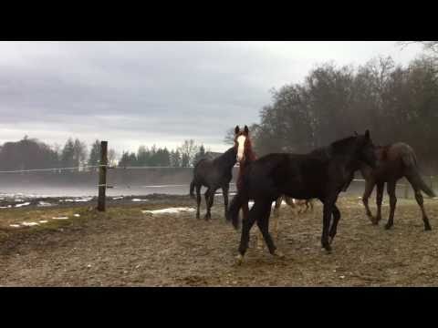 Budweiser, 2-jähr. Hengst v.Belissimo M  (Teil 1)
