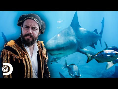 Chris Pontius nada entre tiburones toro | Shark Week: Edición Jackass | Discovery Latinoamérica