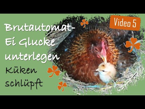 Hühner 5 🥚🐔 Glucke angebrütetes Ei aus Brutautomat unterlegen (Natur- & Kunstbrut) 🐣 Küken schlüpft