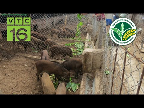 , title : 'Cách làm chuồng trại nuôi lợn rừng | VTC16'