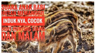 Download lagu Suara anak babi hutan, cocok buat pemanggil sang induk dan sang bapak buat Hunting!! mp3 Download lagu Suara anak babi hutan, cocok buat pemanggil sang induk dan sang bapak buat Hunting!! mp3