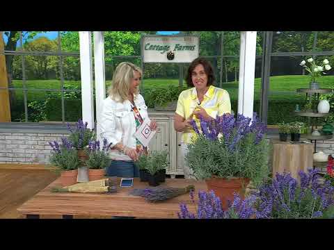 Cottage Farms 3-Piece Layla Presto Blue Lavender Live Plants on QVC